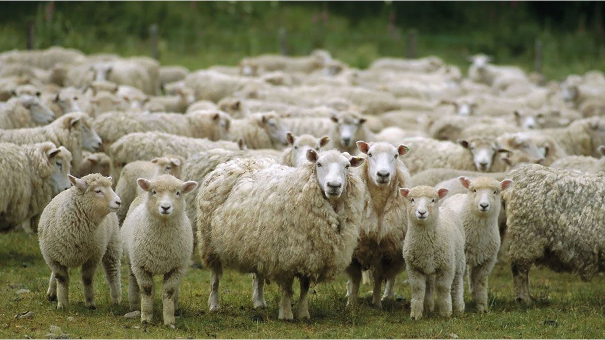 The Government closed a  billion sheep trust