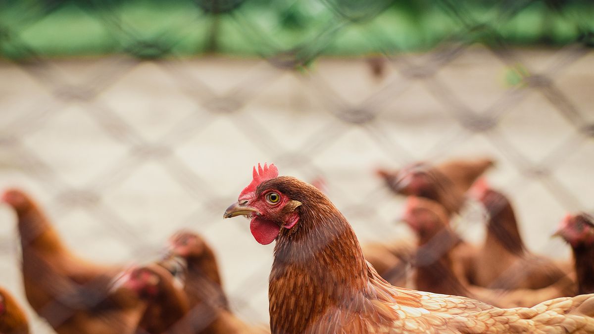 Chile joins the measures against bird flu