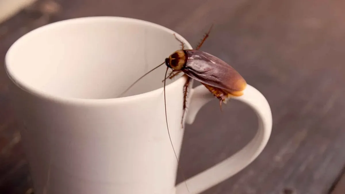 The homemade method to eliminate cockroaches definitively and without insecticide