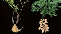 La papa se originó hace 9 millones de años a partir de una hibridación natural entre el tomate y una planta silvestre sudamericana.
