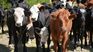 Uruguay would export cattle on foot to Argentina in the future. Uruguay would export cattle on foot to Argentina in the future.