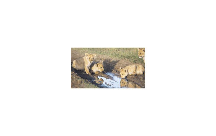 «Felinos de África» es un documental de notable fotografía e inquietante sonido,que sigue el trajín diario de dos madres (una leona y una chita) en la sabana poblada de peligros.