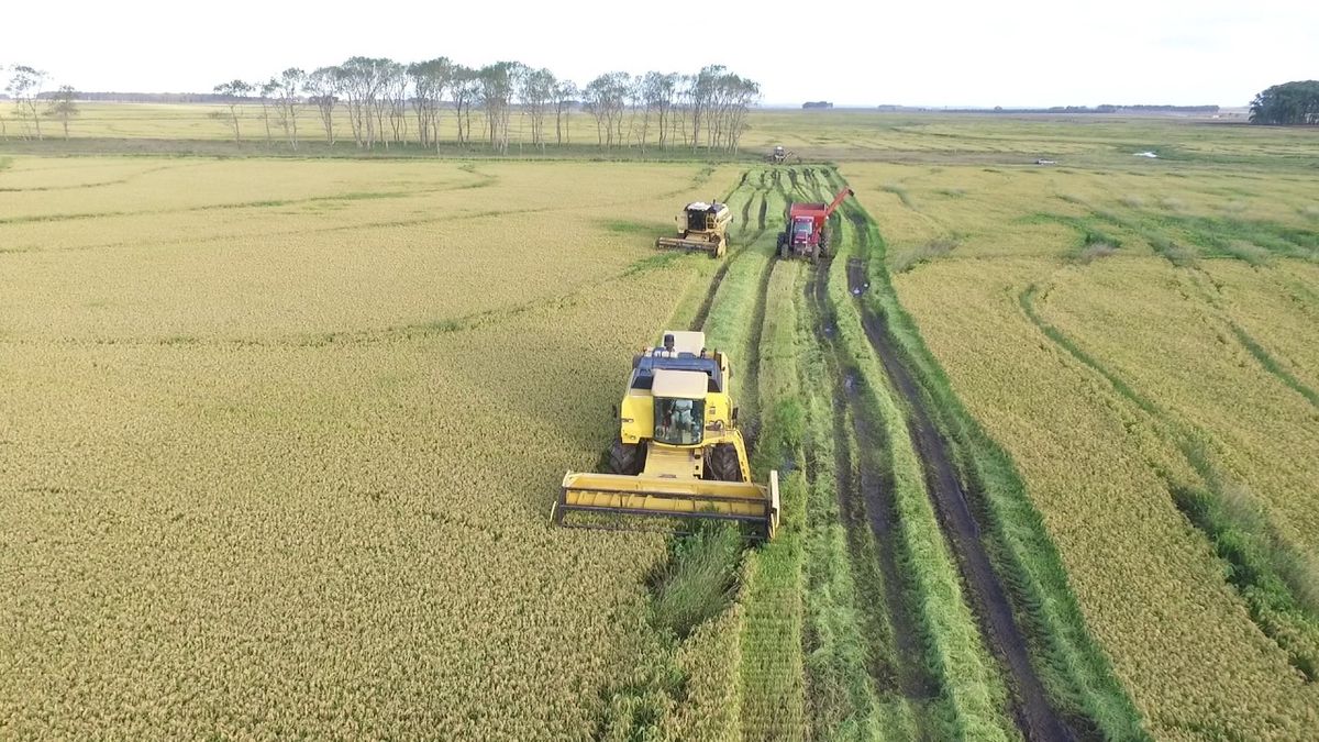 They warn that in Rocha there will be thousands of hectares of rice left unplanted due to water shortages