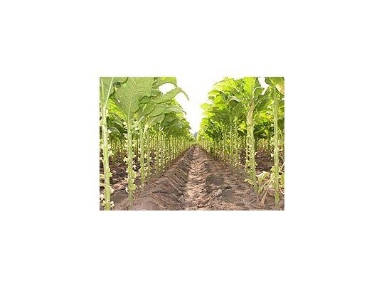 Las exportaciones de tabaco alcanzaron los u$s 325,9 millones en 2008