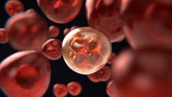 El descubrimiento, creen los científicos, contribuye a encontrar un posible freno a las metástasis, lo que mejoraría las perspectivas de curación a los enfermos de cáncer.