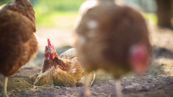 La disputa por un lote de pollos en medio de un divorcio terminó con una solución insólita que se volvió viral y conquistó a miles en redes.  