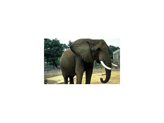 Luego de tres años de tratamiento, un elefante logró superar su adicción a la heroína