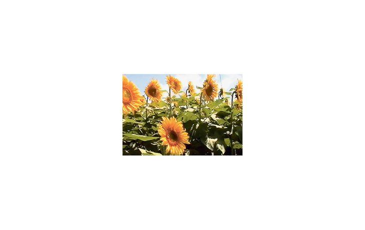 Desde la cadena del girasol, Asagir, estiman que podría registrarse un aumento en la intención de siembra en los próximos 40 días, debido a la sequía en Europa y el pronóstico de lluvia en las zonas del cultivo.