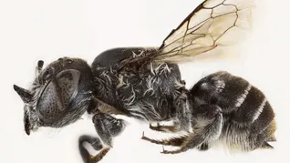 Cómo es la abeja lucifer con cuernos que descubrieron los científicos australianos. Cómo es la abeja lucifer con cuernos que descubrieron los científicos australianos.