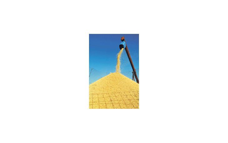 El área sembrada con arroz en Entre Ríos durante la campaña 2009/2010 fue mayor en casi cinco mil hectáreas que el ciclo anterior, pero el rinde promedio tuvo una merma de 920 kilos por hectárea.