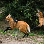 Los animales tienen collares de seguimiento satelital y son monitoreados con cámaras trampa. La votación está disponible hasta el 5 de noviembre.