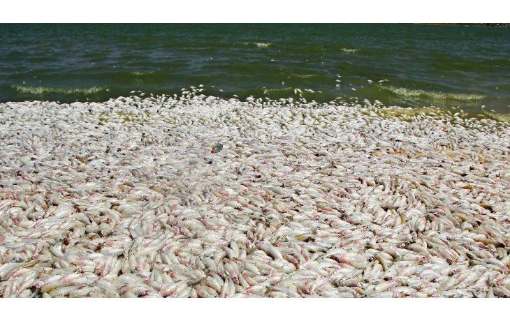 Los peces son de la especie pejerrey y fallecieron por las altas temperaturas y la falta de oxígeno.