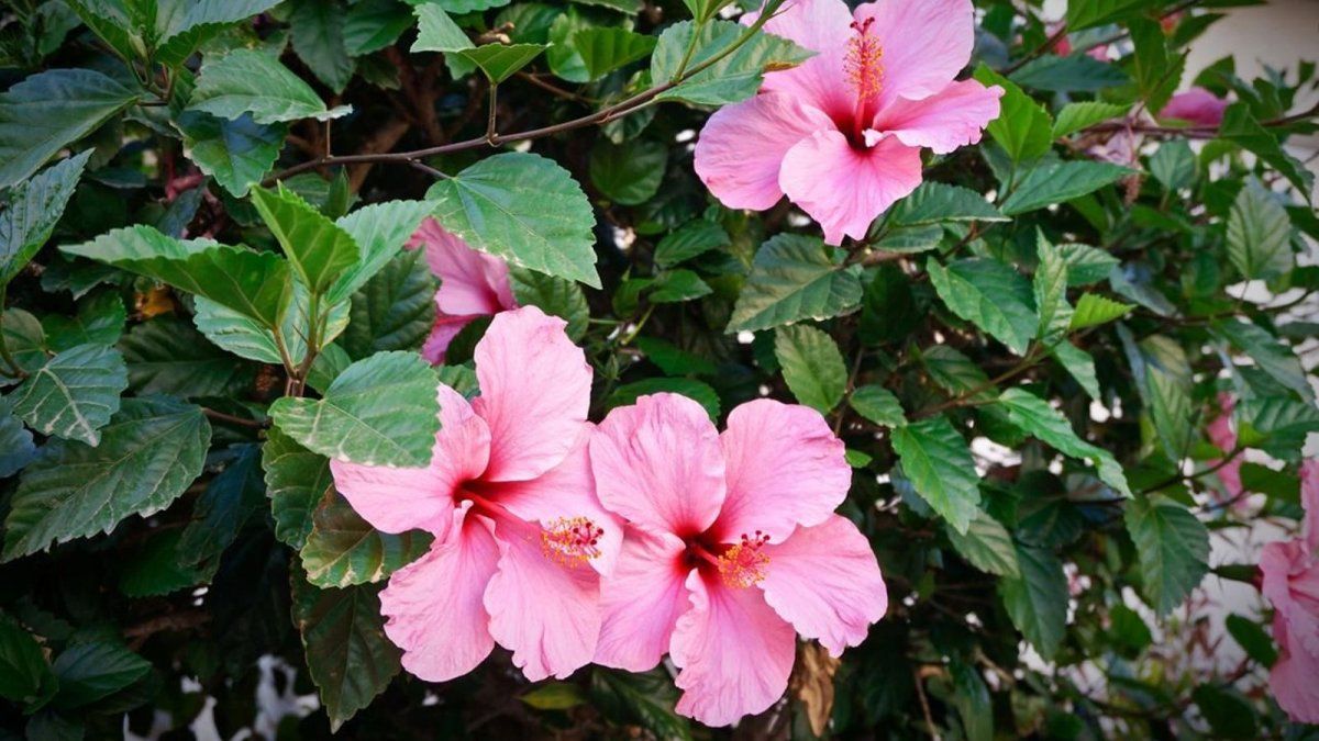 The plant that has flowers that change color according to the season of the year