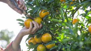 Destinarán 50 mil dólares para financiar una campaña contra la bacteria que mata a los árboles de cítricos. Destinarán 50 mil dólares para financiar una campaña contra la bacteria que mata a los árboles de cítricos.