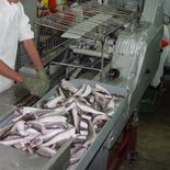 La pesca es uno de los sectores que se beneficiará con la eliminación inmediata de aranceles. La pesca es uno de los sectores que se beneficiará con la eliminación inmediata de aranceles.