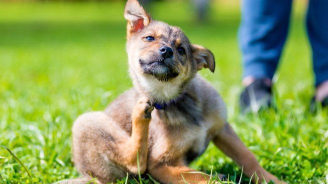 Qué hace la hidatidosis, la enfermedad que transmiten los perros y mantiene alerta a todos.&nbsp;