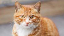 Los gatos y los maullidos como pedidio ante los humanos.