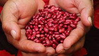 el salvador tendra un arca de noe de semillas