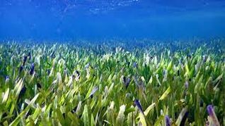 Descubrieron la planta más grande del mundo