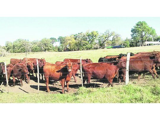 Ganadería para armar