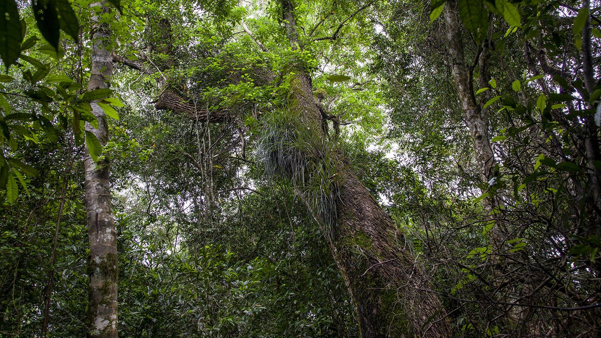 Community Tourism in Misiones: the community that invites you to know and help nature