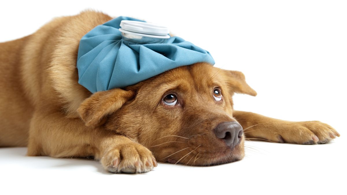Can pets to spread respiratory diseases to humans?