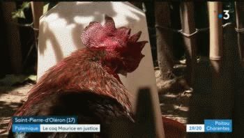 Tras insólito juicio, autorizan a gallo francés a seguir cantando