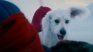 Krypto is Superman's dog in the new movie available in cinemas