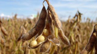 Se esperan precipitaciones abundantes sobre el norte del área agrícola y aportes más modestos en el sur, acompañadas por un posterior descenso térmico. Se esperan precipitaciones abundantes sobre el norte del área agrícola y aportes más modestos en el sur, acompañadas por un posterior descenso térmico.