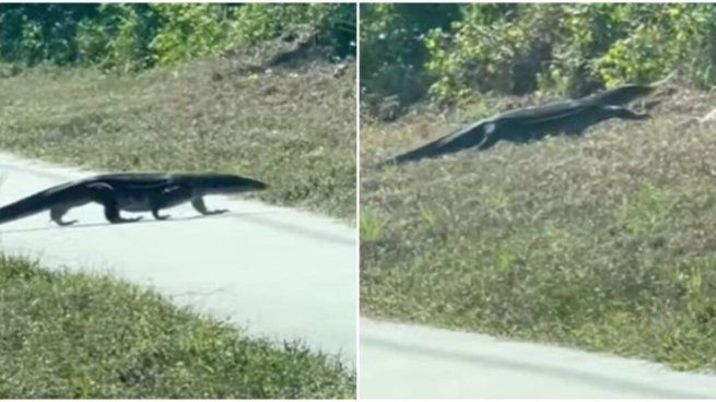 Un lagaro monitor sorprendió a madre e hija en una ruta de Florida