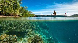 guia del cambio climatico: se acelera el final de los arrecifes de coral