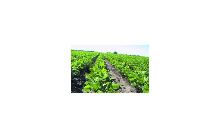 Cotización de granos en el mercado internacional