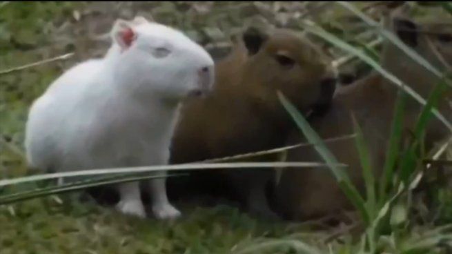Estos capibaras padecen una falta de pigmentación por la gran ausencia de melanina.