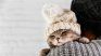 Knowing the signals that indicate discomfort due to low temperatures and the best ways to protect your cat during winter is essential. Knowing the signals that indicate discomfort due to low temperatures and the best ways to protect your cat during winter is essential.