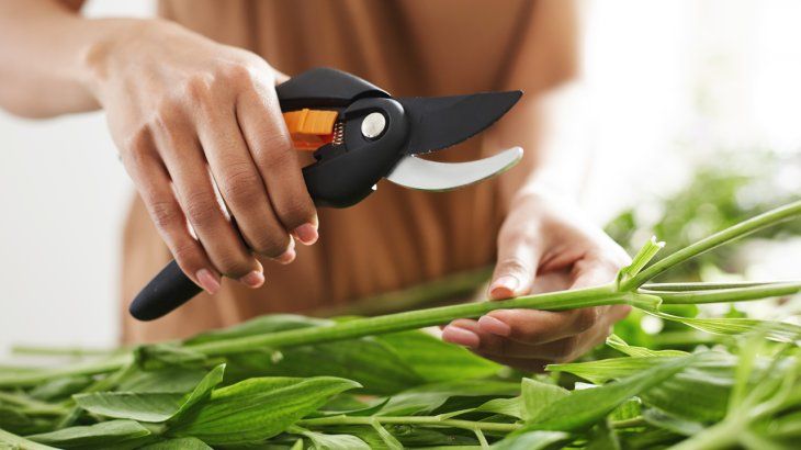 Los mejores consejos de jardinería para que cuides las plantas de tu hogar. Los mejores consejos de jardinería para que cuides las plantas de tu hogar.