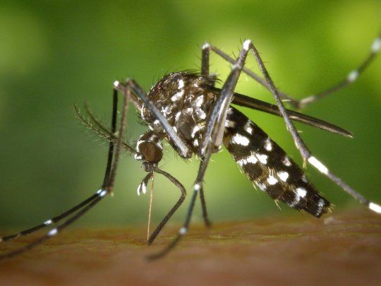 Se detectaron dos casos autoctonos de dengue.