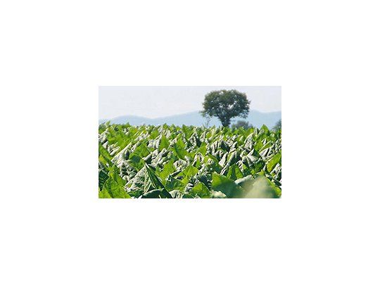 La planta de tabaco.