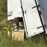 Todavía hay tres monos en libertad. Todavía hay tres monos en libertad.