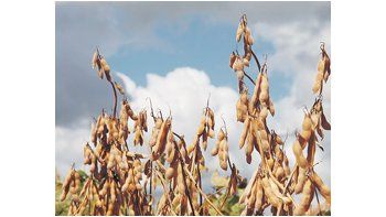 El informe semanal de la Bolsa de Comercio de Rosario indicó que las bajas temperaturas y la disminución de la humedad afectaron el avance de la siembra de soja de la nueva campaña.