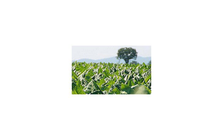 La planta de tabaco.