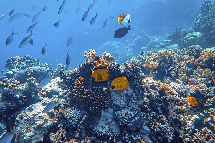 Imagen del Océano y su biodiversidad. Imagen del Océano y su biodiversidad.