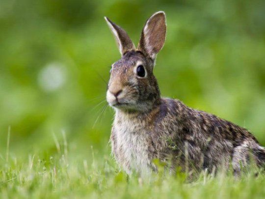 Pretenden erradicar conejos con gas fosfina en Tierra del Fuego
