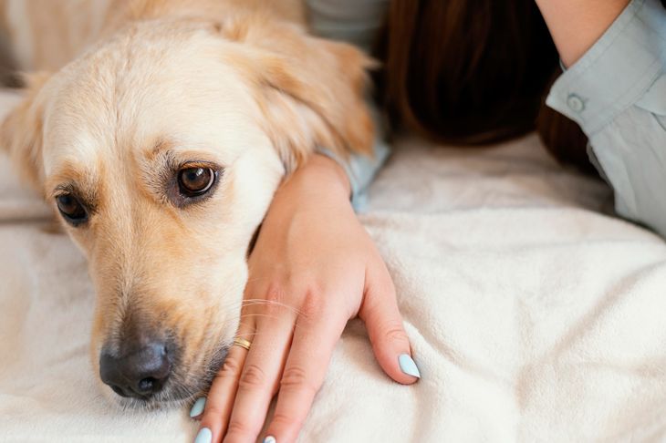 Para evitar que los perros recurran a tácticas de simulación, es fundamental brindarles ejercicio, estimulación mental y tiempo de calidad.