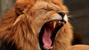 Cazador furtivo murió aplastado por un elefante y luego fue devorado por leones