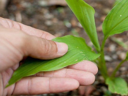 Los tips definitivos para trasplantar una planta y no dañarla en el intento.&nbsp;