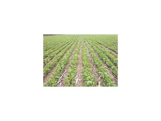 Desde el attaché agrícola de la Embajada de EE.UU. en nuestro país, se proyecta un área de cultivo con soja de 19 millones de hectáreas, lo que implica, según sus estimaciones, un incremento en la siembra del 3% respecto del año anterior.