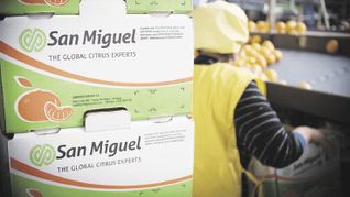 PROYECCIÓN. San Miguel es la mayor citrícola de la Argentina.