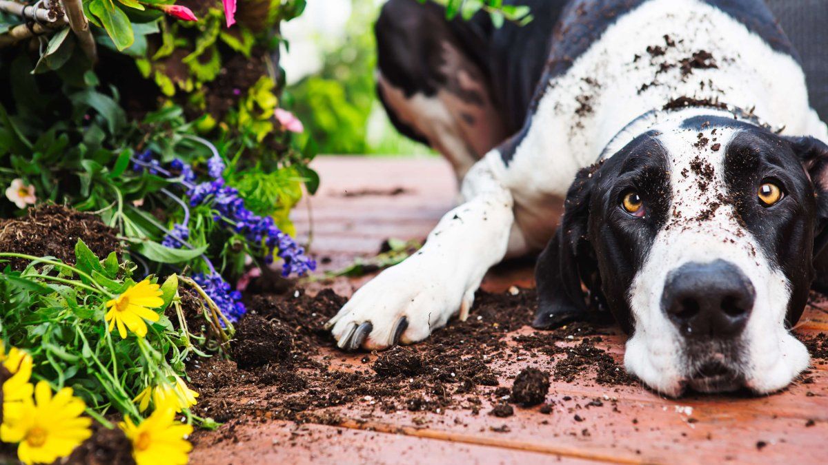 6 dangerous plants for your pet that you should not have at home