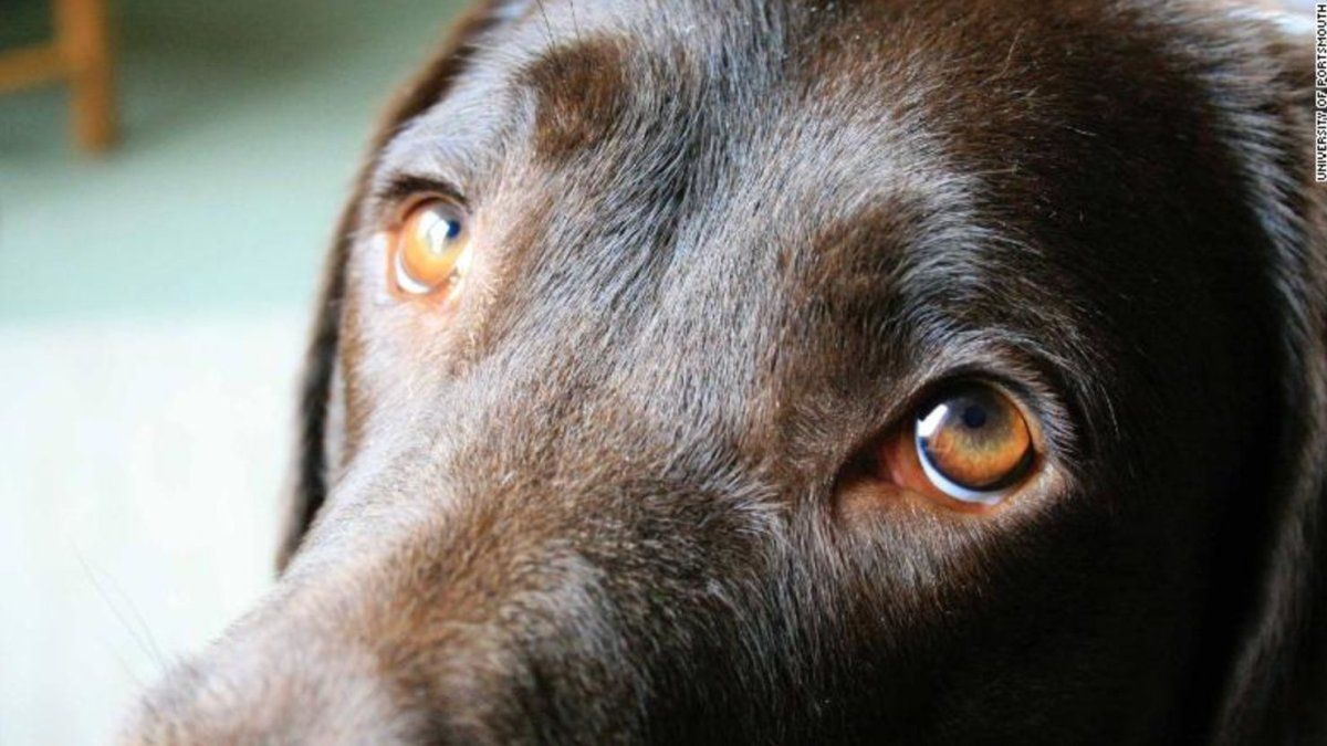 What colors can our dogs see? A study revealed this answer