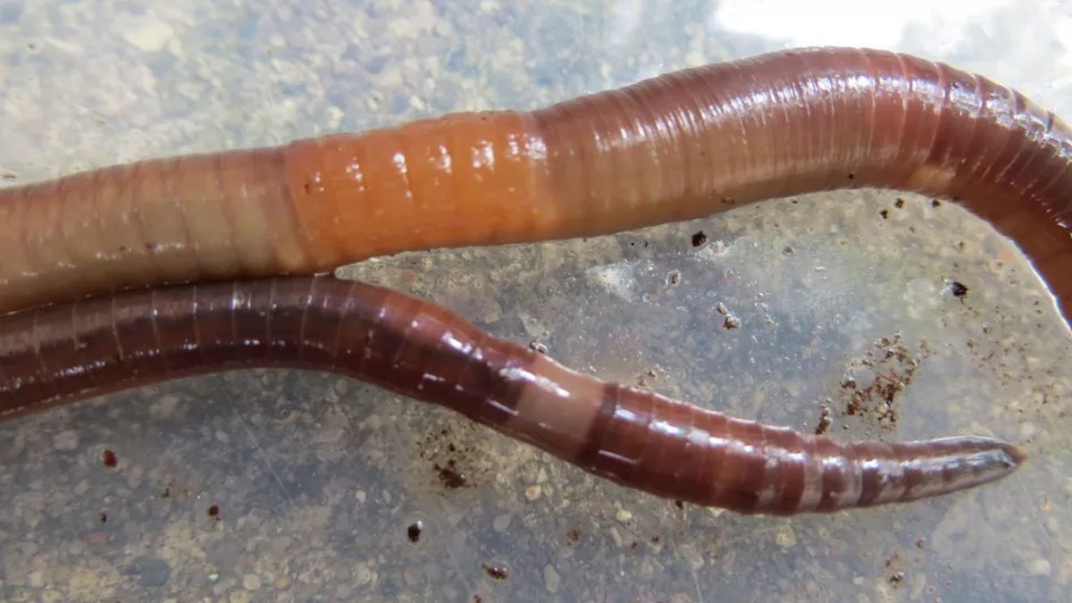 Científicos alertaron por la proliferación de gusanos que pueden "clonarse" y devorar la tierra